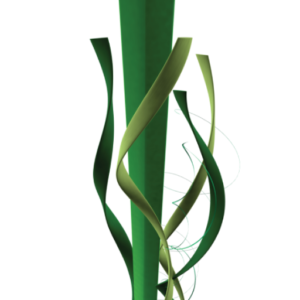 Domo Champion Ascari S Pro